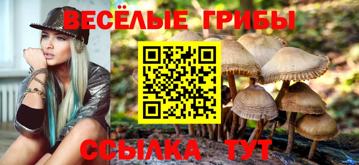 Галлюциногенные грибы Psilocybe Сланцы